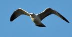 Gull