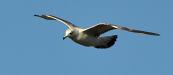 Gull