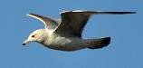 Gull