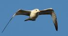 Gull