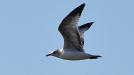 Gull