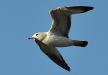 Gull