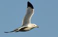 Gull