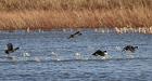 Ducks on the run