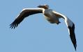 Pelican in flight