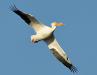 Pelican flying