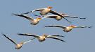In formation