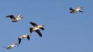 Birds in flight