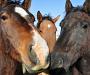 Horses