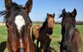 Horses