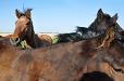 Horses