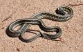 Dead snake