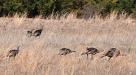 Wild turkeys