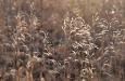 Sea of grass
