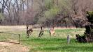 Runaway deer