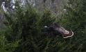 Turkey on the wing