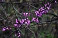 Purple blooms