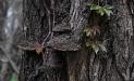 Bark
