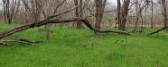 Grass serpents