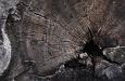 Tree rings