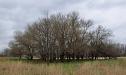 Grove