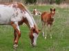 Horsing around