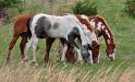 Four horses