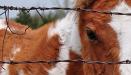 Eye on the fence