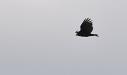 Hawk over Halstead