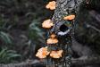 Orange fungi
