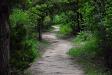 The woods beckon