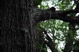 Deep woods
