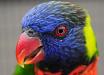 Parrot
