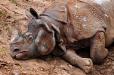 Rhino dreams