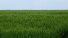 Spring wheat