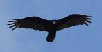 Turkey vulture