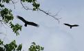 Turkey vultures
