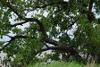 Cottonwood