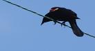 Bird on a wire