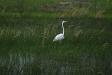 Egret in the marsh