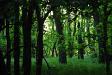 Woods at dusk