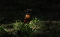 Robin in the sun