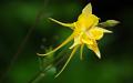 Yellow flower