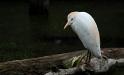 White bird