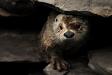 Otter