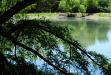 Lazy day at the pond