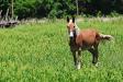 Horse in a field