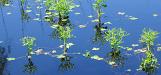 Water plants