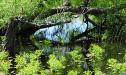 Green pond