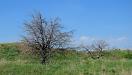 Two trees